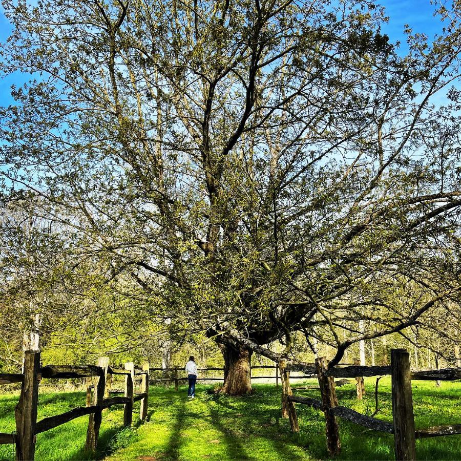 Domaine De Fresnoy Bed & Breakfast Loison-sur-Créquoise Dış mekan fotoğraf